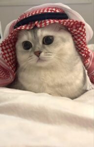 Refleksi Hadis: Kasih Sayang Rasulallah terhadap Kucing
