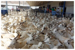 Saudi Tetapkan Harga Kupon Dam Haji Tahun Ini Sebesar 720 Riyal