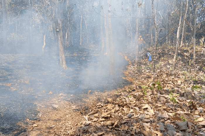 Kondisi lahan terbakar dalam kejadian karhutla di Indonesia