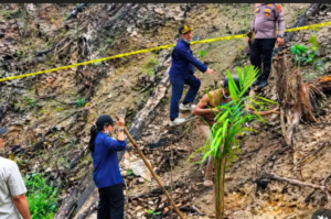 Hutan Bekas Kebakaran Ditanami Sawit, Siapa yang Bertanggung Jawab di Dharmasraya?