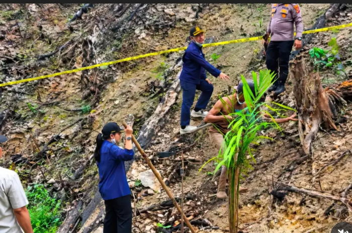 bibit sawit yang ditemukan di kawasan hutan bekas kebakaran.
