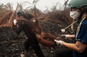 Kebakaran Hutan Meluas, Pusat Rehabilitasi Selamatkan 49 Orangutan