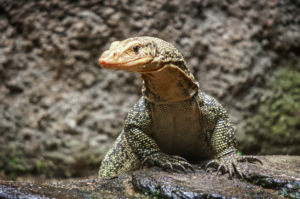Hukum Mengonsumsi Biawak dalam Islam dan Perbedaannya dengan Dhab